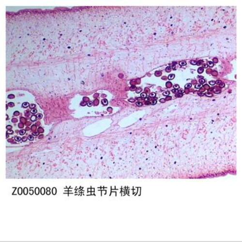 生物標本廠家