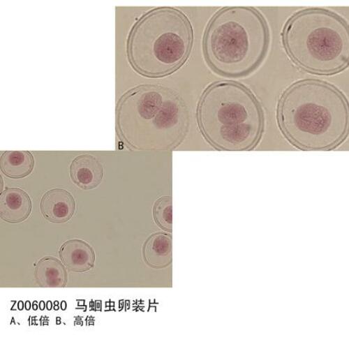 教學切片標本廠家