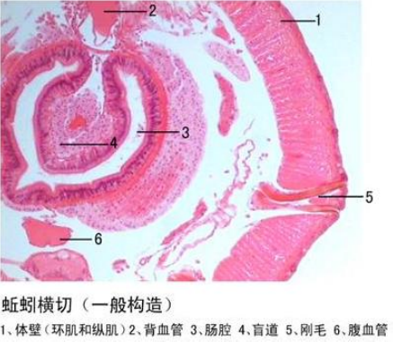 生物切片廠家