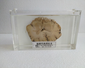 生物教學切片