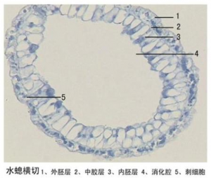 教學生物切片公司