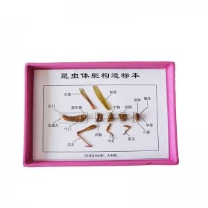 河南大科生物標本供應廠家