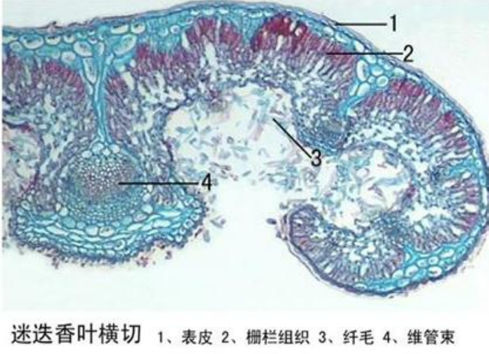 生物教學切片