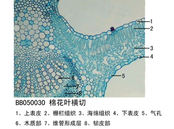 制作植物標本